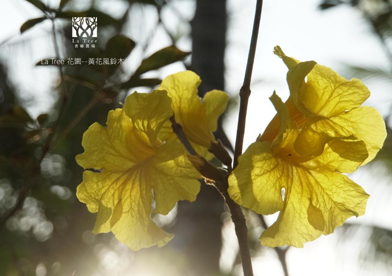 La Tree 普椿農場木子莊園 Leilighet Donghe Eksteriør bilde