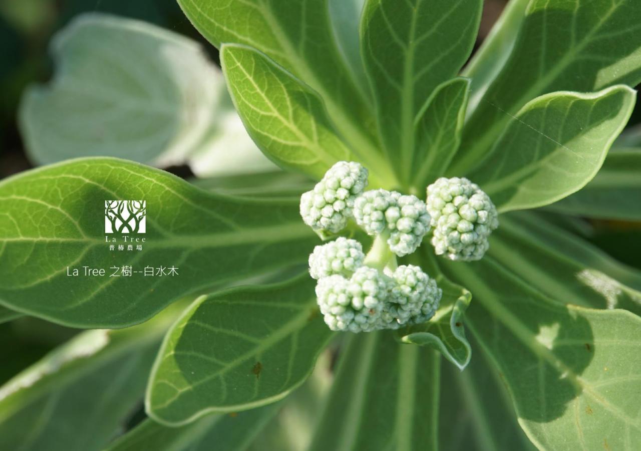 La Tree 普椿農場木子莊園 Leilighet Donghe Eksteriør bilde