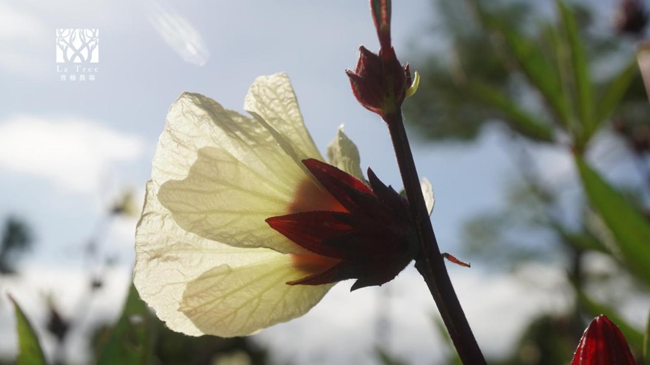 La Tree 普椿農場木子莊園 Leilighet Donghe Eksteriør bilde